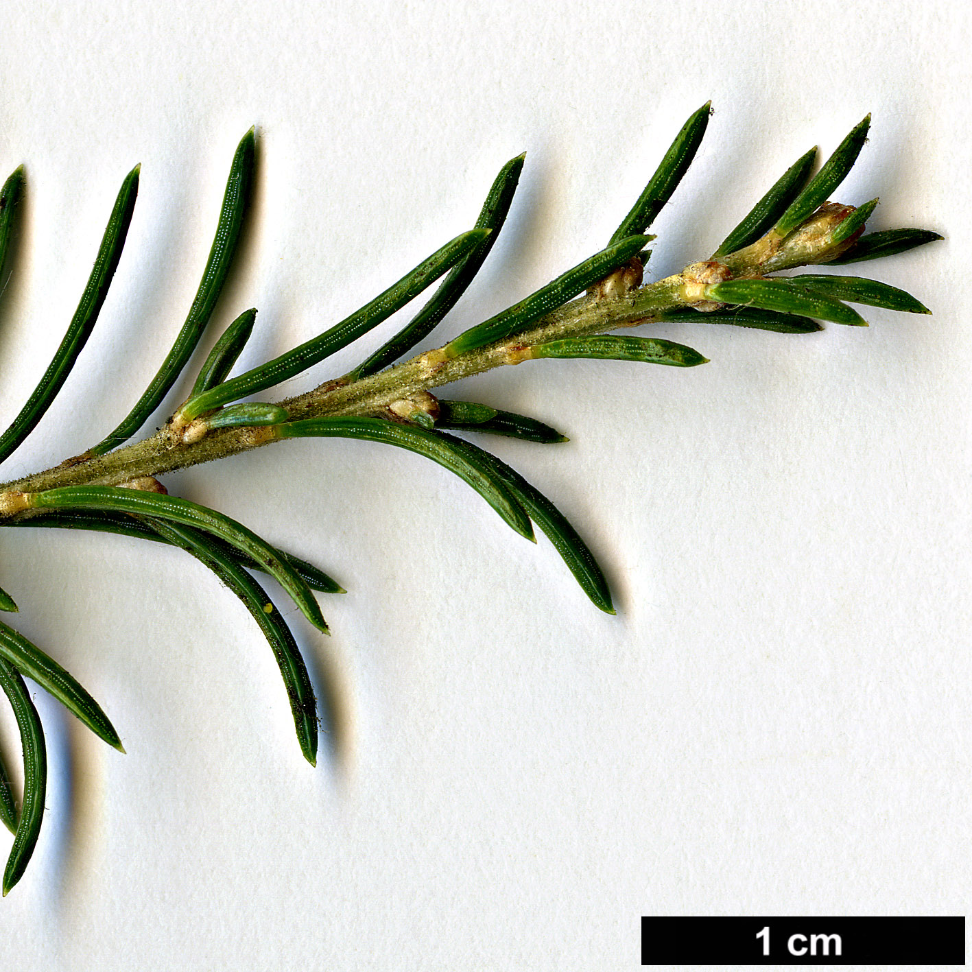 High resolution image: Family: Pinaceae - Genus: Cedrus - Taxon: libani - SpeciesSub: var. brevifolia